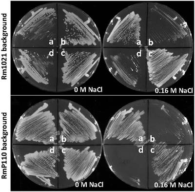 The two-component regulatory system CenK–CenR regulates expression of a previously uncharacterized protein required for salinity and oxidative stress tolerance in Sinorhizobium meliloti